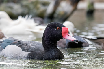 Rosybill Pochard Duck (Netta peposaca).