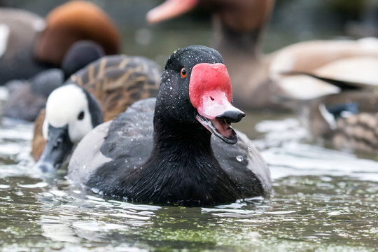 Rosybill Pochard Duck (Netta peposaca).