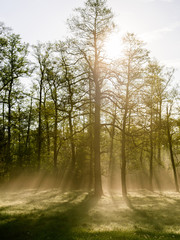 Bright morning in the forest with mist