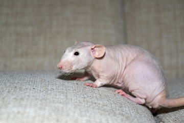 Hairless dumbo female rat.