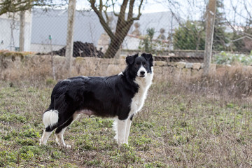 Female Border Collie.