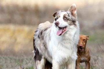Male red merle border collie.