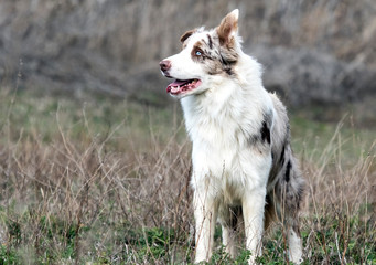 Fototapeta premium Male red merle border collie.