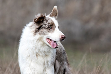 Male red merle border collie.