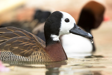 White-faced Whistling Duck (Dendrocygna viduata).