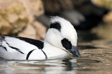 Smew (Mergellus albellus).