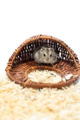 Cute hamster with his wooden house