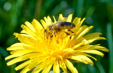A bee on a dandelion, covered in pollen, collects nectar