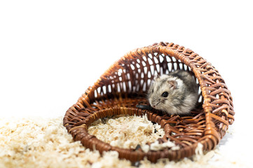 Cute hamster with his wooden house