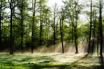 Bright morning in the forest with mist