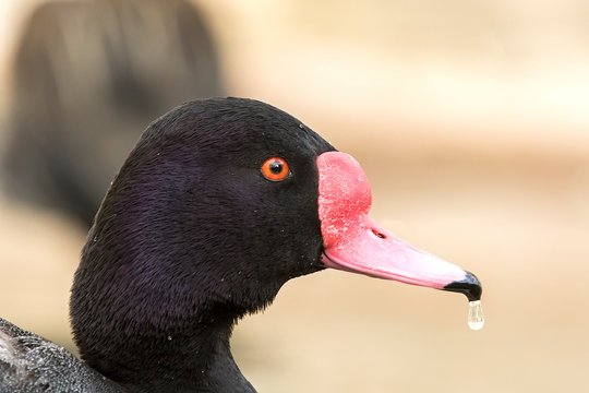 Rosybill Pochard Duck (Netta peposaca).