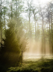 Naklejka premium Bright morning in the forest with mist