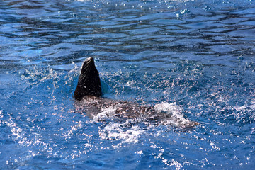 Fototapeta premium Kalifornischer Seelöwe