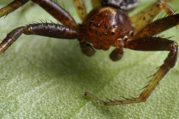 Super close up with face and eye details of male Xysticus lanio (Red Crab-spider),7mm long, on a leaf.