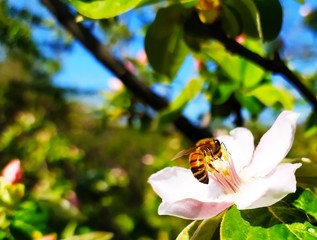 Bee on a quince tree flower, pollination by a quince of blooming quince in spring