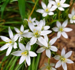 Processed photo: Flower Ornithogalum - Star of Bethlehem - Milchsterne