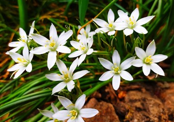 Processed photo: Flower Ornithogalum - Star of Bethlehem - Milchsterne