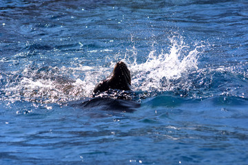 Kalifornischer Seel&ouml;we