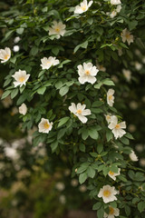 A flowering Bush of decorative rosehip. the concept of spring rebirth of nature. selective focus.