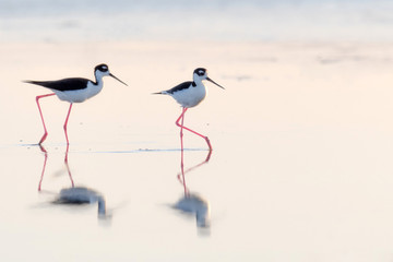 Black-necked Stilt reflecting in shallow water