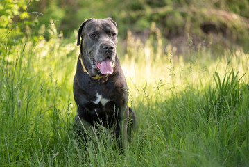 Dog during a walk posing for a photo