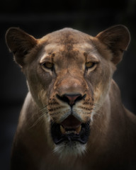 Obraz na płótnie Canvas close up portrait of a lioness