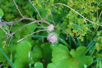 burdock