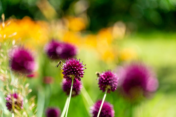 purple flowers in the garden with a bee