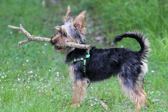 yorkshire terrier con un palo en la boca