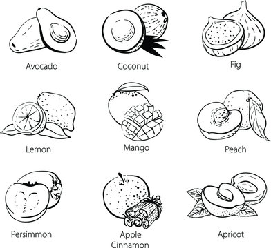 Set of vector linear black and white doodles of food sketches: persimmon, coconut, avocado, mango, peach, apricot, dried apricots, cinnamon, figs, lemon. Isolated hand drawn ink sketch on white. 