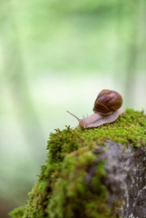 Snail on the moss vintage lens rendering