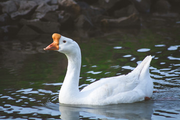 white goose swimming in the water