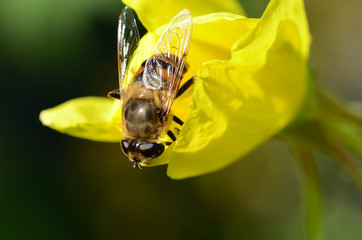Schwebfliege