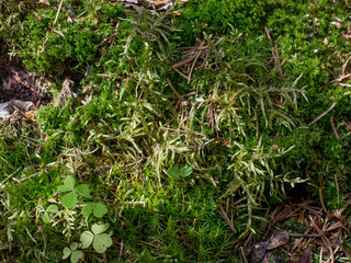 moss in the forest