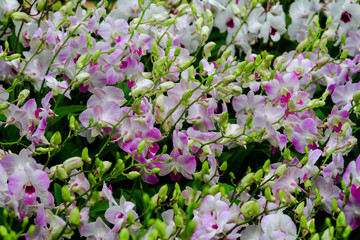 Flowers on the farmers market
