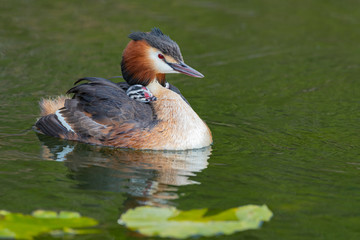 Haubentaucher mit Küken