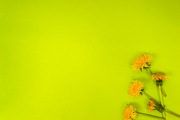 Bouquet of dandelions with dandelion flower on a green background. Flat layout with coipe space.