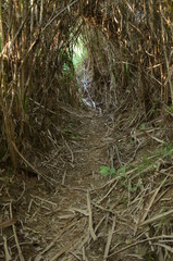 Overgrown jungle by river in Thailand