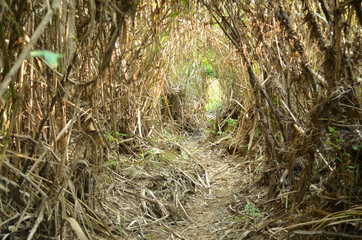Overgrown jungle by river in Thailand