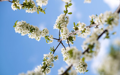 Flowering cherry tree branches on the background of the blue sky. Cherry tree bloom in the garden....