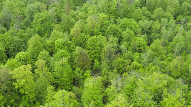 Aerial view of beech forest, Steigerwald, Franconia, Bavaria, Germany