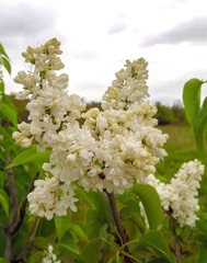 Blooming bush of white lilac on a background of blue sky close-up