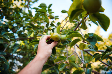 Man hand holding apple from the tree