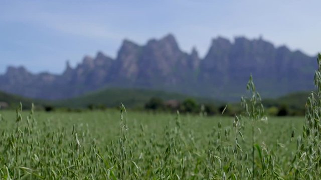 Stunning Mountain Background in Natural Park of Montserrat, Spain with Green Wheat Waving Gently HD