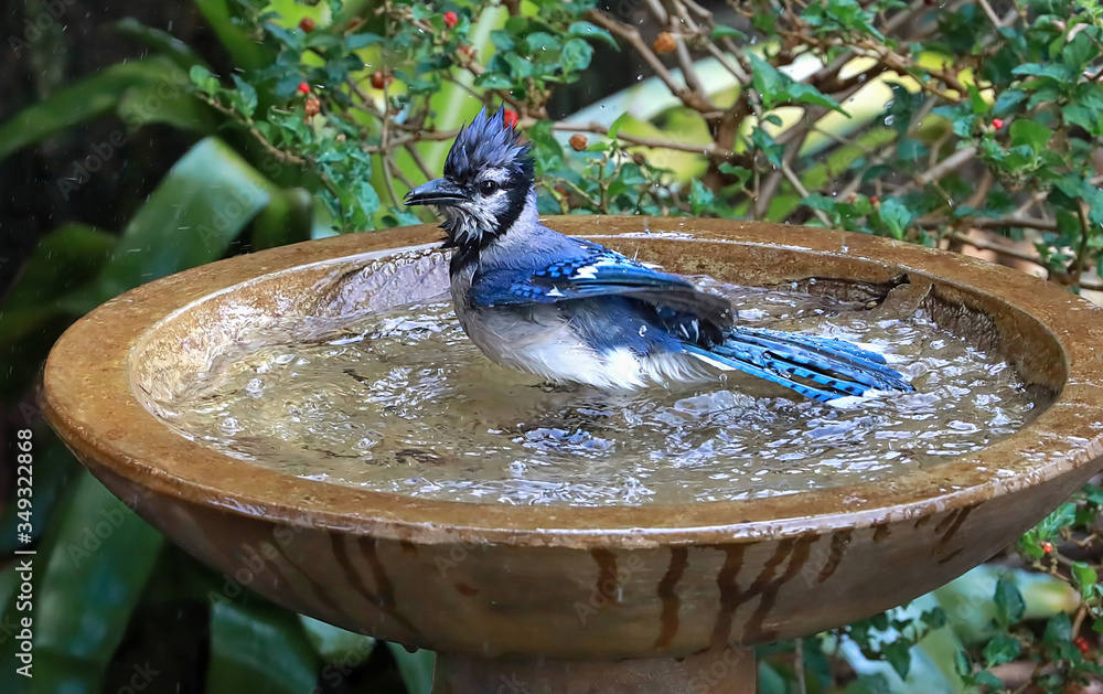 Wall mural Looking down at a blue jay bird enjoying bathing and shaking the water off in a garden bird bath.