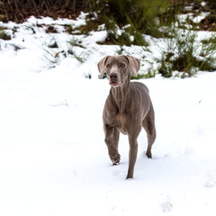 Female adult weimaraner on the snow.