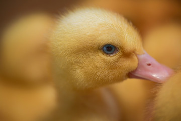 Portrait of a little yellow duckling with sly blue eyes