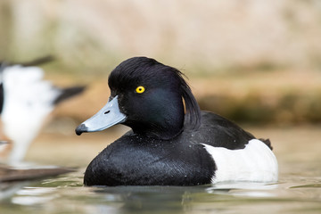 Male Tufted Duck (Aythya fuligula).