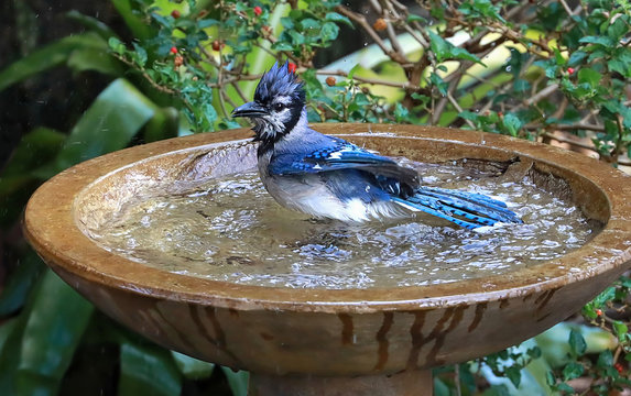 Looking down at a blue jay bird enjoying bathing and shaking the water off in a garden bird bath.