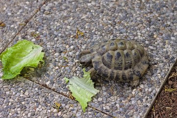 A land turtle is eating a lettuce leaf in the garden (Pesaro, Italy, Europe)